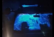 Під Вінницею жінка збила лося. Відео