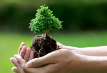 У Вінниці висадять півтори тисячі дерев