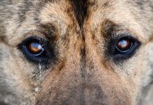 У Вінниці правоохоронці шукають свідків загибелі двох собак біля центрального автовокзалу