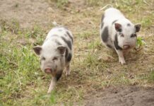 У Вінниці для дітей переселенців провели екскурсію у Подільському зоопарку. Фото