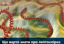 Вінничан попереджають про ризики захворювання на лептоспіроз