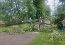 У Вінниці на Замості впало дерево та обірвало лінії електропередач. Фото