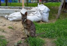 У Вінниці облаштували відкритий вольєр у Подільському зоопарку