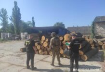 На Вінниччині виявили організовану злочинну групу «чорних» лісорубів, в якій був посадовець лісового господарства