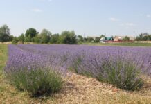 Лавандове поле для фотосесій за пожертву на ЗСУ чекає на охочих на Вінниччині