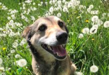 У Вінниці в Муніципальному притулку для тварин 85 чотирилапих чекають на нових господарів