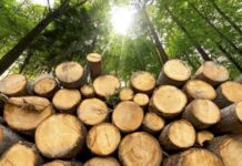 На Вінниччині судитимуть директора приватного підприємства, за незаконну вирубку дерев