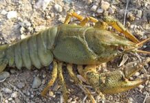 На Вінниччині заборонили вилов раків до вересня