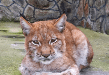 Безкоштовний вхід для дітей у Подільський зоопарк з 1 по 10 червня