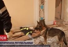 Вінницьку вівчарку Фріду визнали найкращою серед пошукових собак в України. Відео