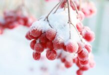 Сьогодні у Вінниці хмарна погода без опадів