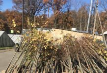 У Вінниці висадять 1000 дерев на прибудинкових територіях