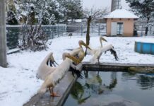 Світлини з засніженого вінницького зоопарку