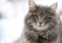 У Вінниці сьогодні буде хмарно, без опадів