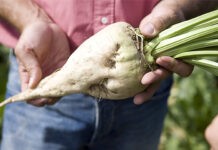 На Вінниччині понад два мільйони тонн цукрового буряку перероблять на п’яти заводах