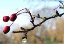 На Вінниччину разом з суттєвим потеплінням прийдуть опади та рвучкий вітер