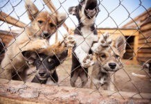 У Вінниці можна знайти собі чотирилапого друга в муніципальному притулку для тварин