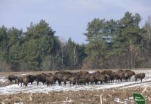 Понад півтори тисячі кабанів та 117 зубрів, на Вінниччині порахували диких тварин