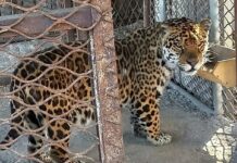 Вінничан запрошують допомогти ягуару Джекі ягуар Джекі