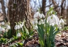 Операція «Першоцвіт» у Вінниці: виявляють продавців червонокнижних квітів Червонокнижні рослини