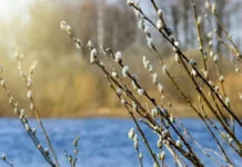 Прогноз погоди для Вінниці: 7 березня Погода у Вінниці