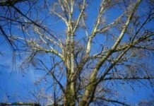 У Вінниці сьогодні потеплішає, але буде похмуро Погода у Вінниці