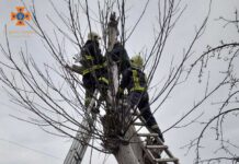 На Вінниччині чоловіка з дерева знімали рятувальники ДСНСники зняли з дерева літнього чоловіка