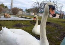 Вінницький зоопарк у Всесвітній день захисту дикої природи показав своїх підопічних Вінницький зоопарк