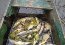 «Золотенькі» карасики: на Вінниччині браконьєр нарибалив на 78 тисяч гривень здійснював вилов рибу