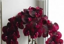 Орхідея у подарунок: кому не слід дарувати екзотичну красуню Екзотичні орхідеї