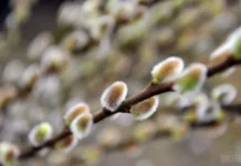 Сьогодні у Вінниці тепла але хмарна погода Прогноз погоди