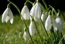 Вінничан закликають не зривати первоцвіти Ранньоквітучі рослини