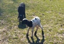 У вінницькому зоопарку весняне поповнення Народилися ягнята і козенята