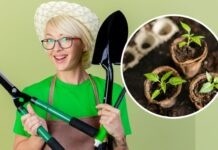 Вінницьким садівникам на замітку: що і коли можна посіяти посадка овочевих та фруктових