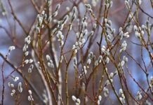 У Вінниці сьогодні хмарно без опадів Прогноз погоди