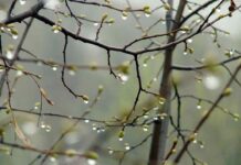 Яка погода чекає на вінничан 2 квітня Хмарна погода дощ