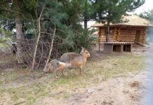 У Вінницькому зоопарку екзотичні тварини уже розгулюють у відкритих вольєрах вінницькийзоопарк