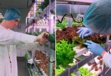 У Вінниці вирощують урожай без землі вертикальна сіті-ферма