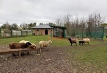 У вінницькому зоопарку у будиночку з очеретяним дахом житимуть патагонські мари, кенгуру і кролики весняне прибирання