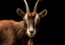 Китайський гороскоп на п’ятницю, 7 квітня