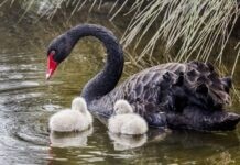 У Вінницькому зоопарку у пари чорних лебедів народилися пташенята чорні лебеді