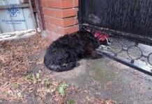 Вінницькі рятувальники приходять на допомогу не тільки людям, а й тваринам засунув голову