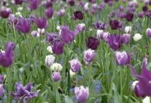 Знову дощитиме: погода у Вінниці на сьогодні, 24 квітня дрібний дощ.