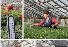 Квітковий тризуб: працівники Вінницязеленбуду готуються висаджувати квіти висадити квіти