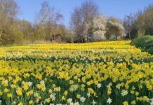 Замість картоплі – квіти: на Вінниччині переселенці з Криму посадили долину нарцисів долина нарцисів