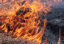 Паліїв трави на Вінниччині поменшало палії трави