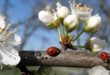 Вночі похолодає, а вдень до +15: погода у Вінниці на сьогодні, 30 квітня Прогноз погоди