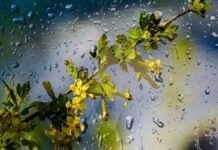 Дощі не припиняються: погода у Вінниці на сьогодні, 5 квітня Прогноз погоди