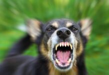 В Жмеринському районі від початку року зафіксували сім випадків сказу тварин сказ тварин