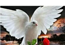 Птах-покровитель місяця вашого дня народження: як він впливає на характер і долю птах-покровитель